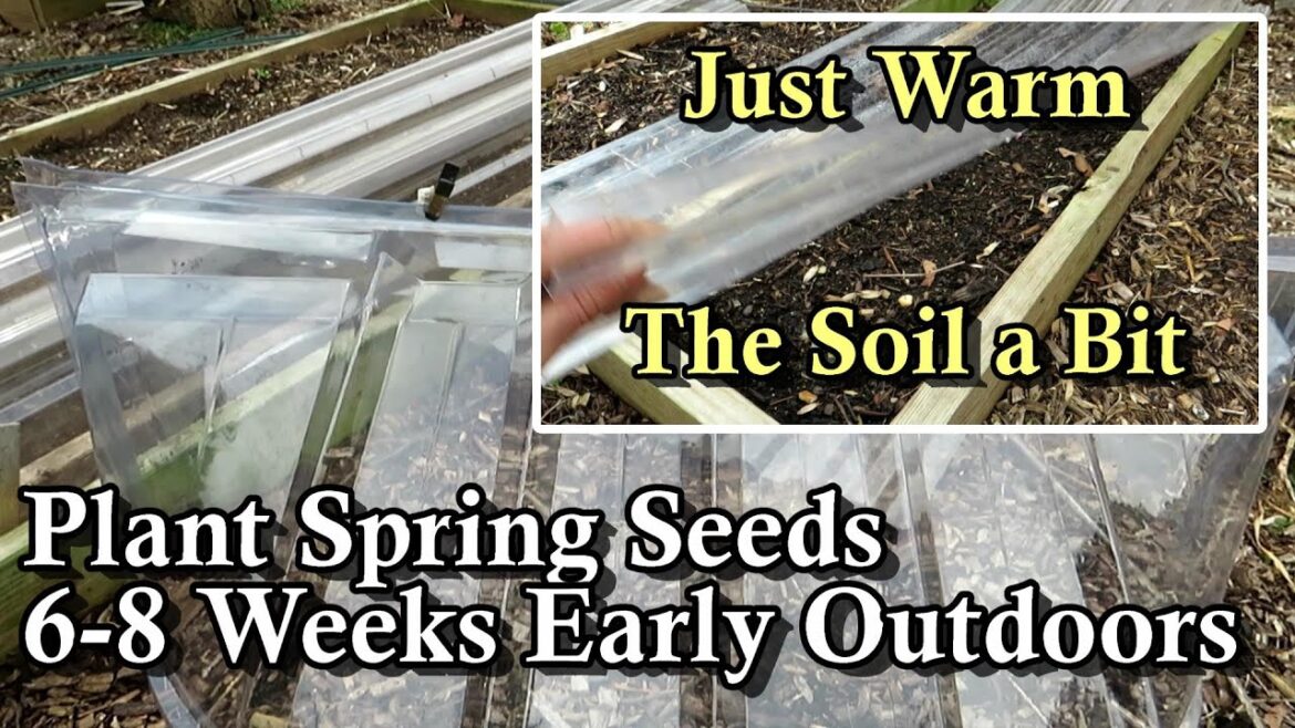 How to Plant Your Cool Weather Crop Seeds into the Ground 8 Weeks Early: Just Warm the Soil & Plant!