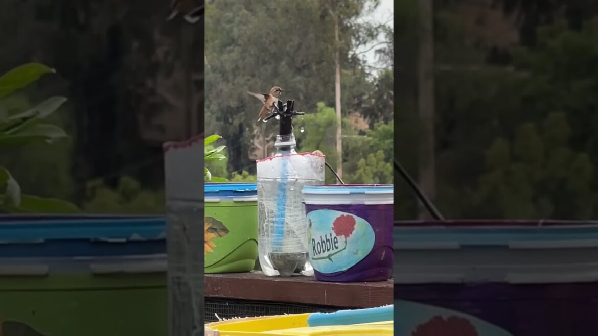 Wildlife Animal Sanctuary in Vegetable Garden ❤️Ponds Skunk Bobcat Deer Rabbits Hummingbird Fountain