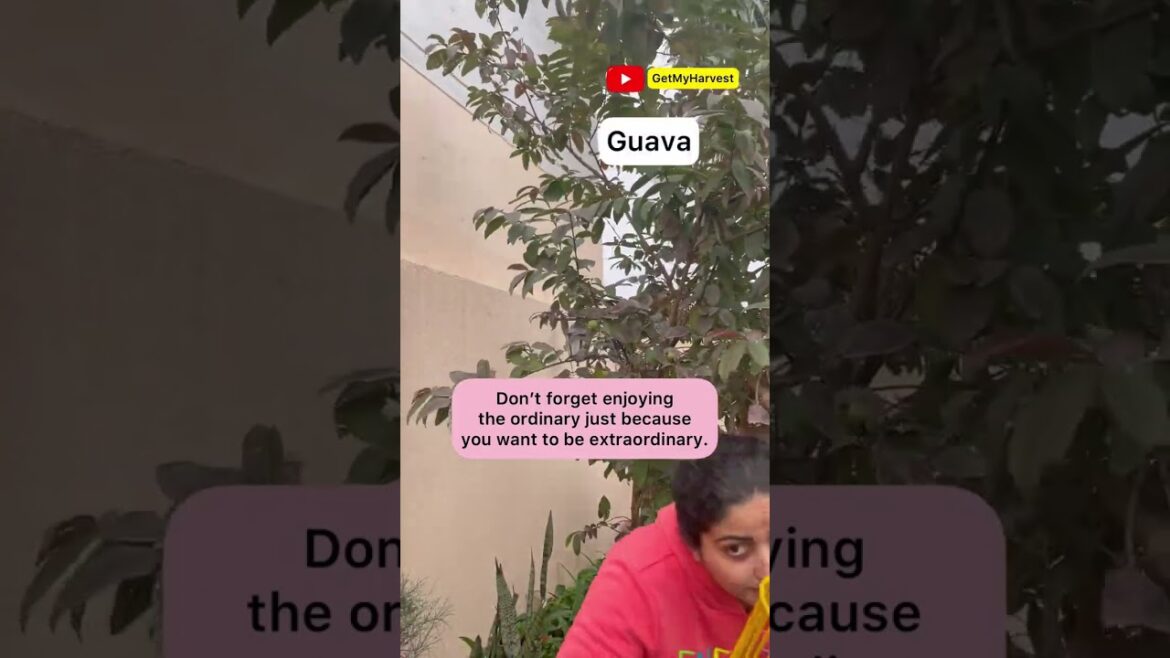 Harvesting fruits and vegetables from my garden #Shorts