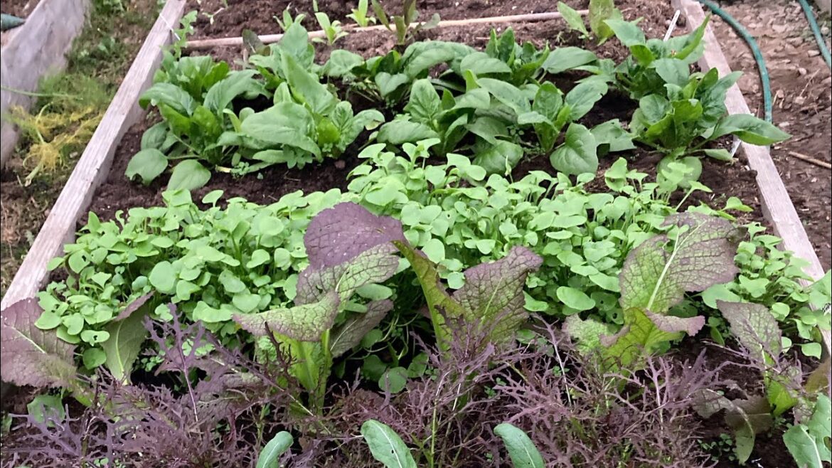What’s growing in the Vegetable Garden? February Update