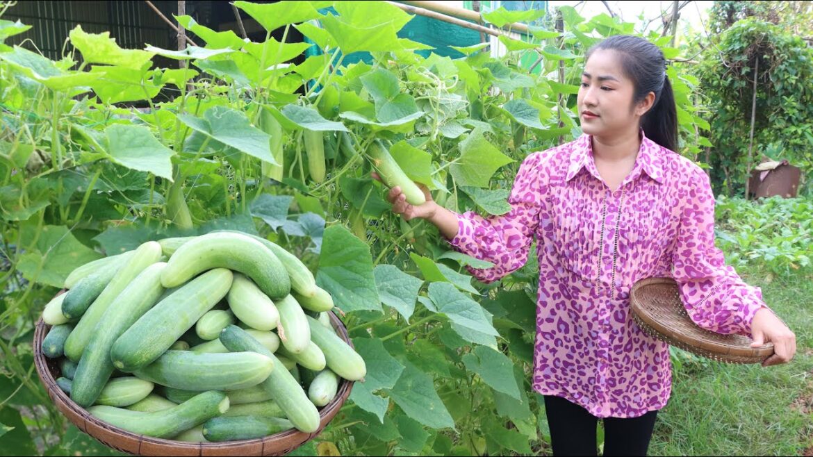 Cucumber in my vegetable garden is big enough for my recipe – Cooking with Sreypov Cucumber in my vegetable garden is big enough for my recipe - Cooking with Sreypov