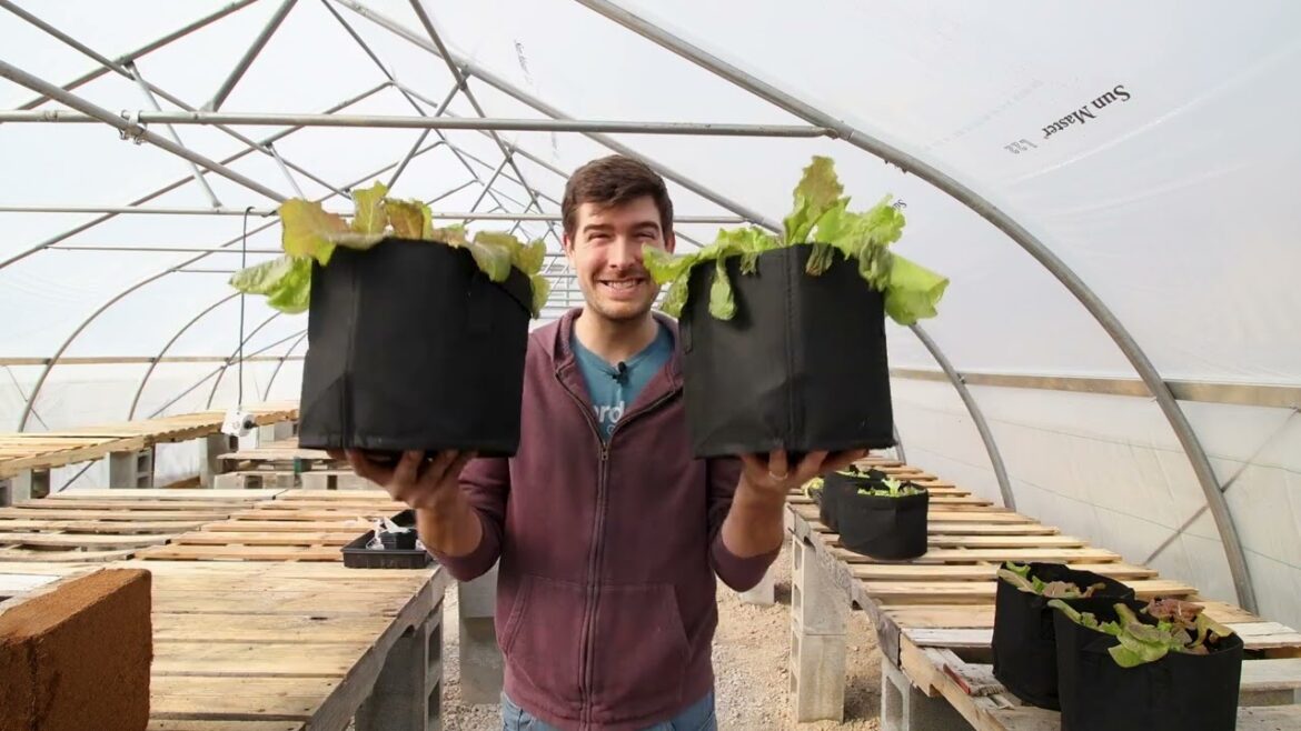 Don't Underestimate The Power of Two Pots of Lettuce