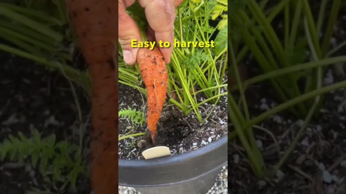 Harvesting Carrots | Container Vegetable Gardening