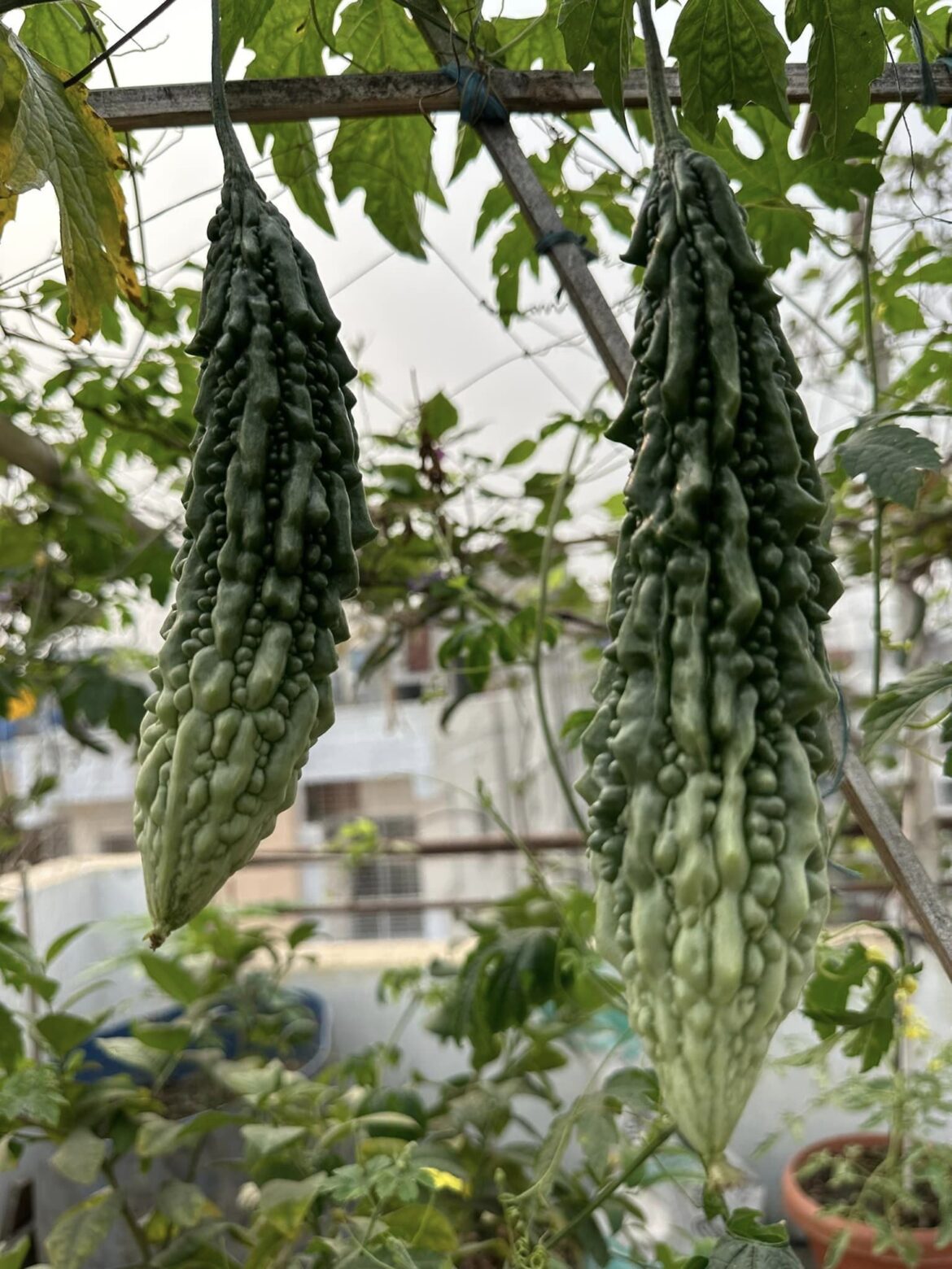 Bitter gourd cultivation