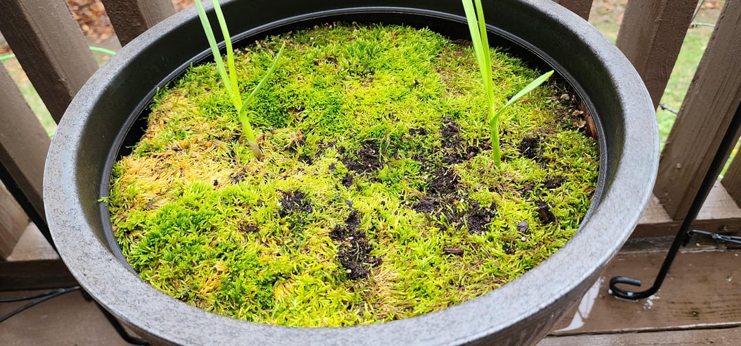 Update they random garlic cloves that sprouted in my fridge are now