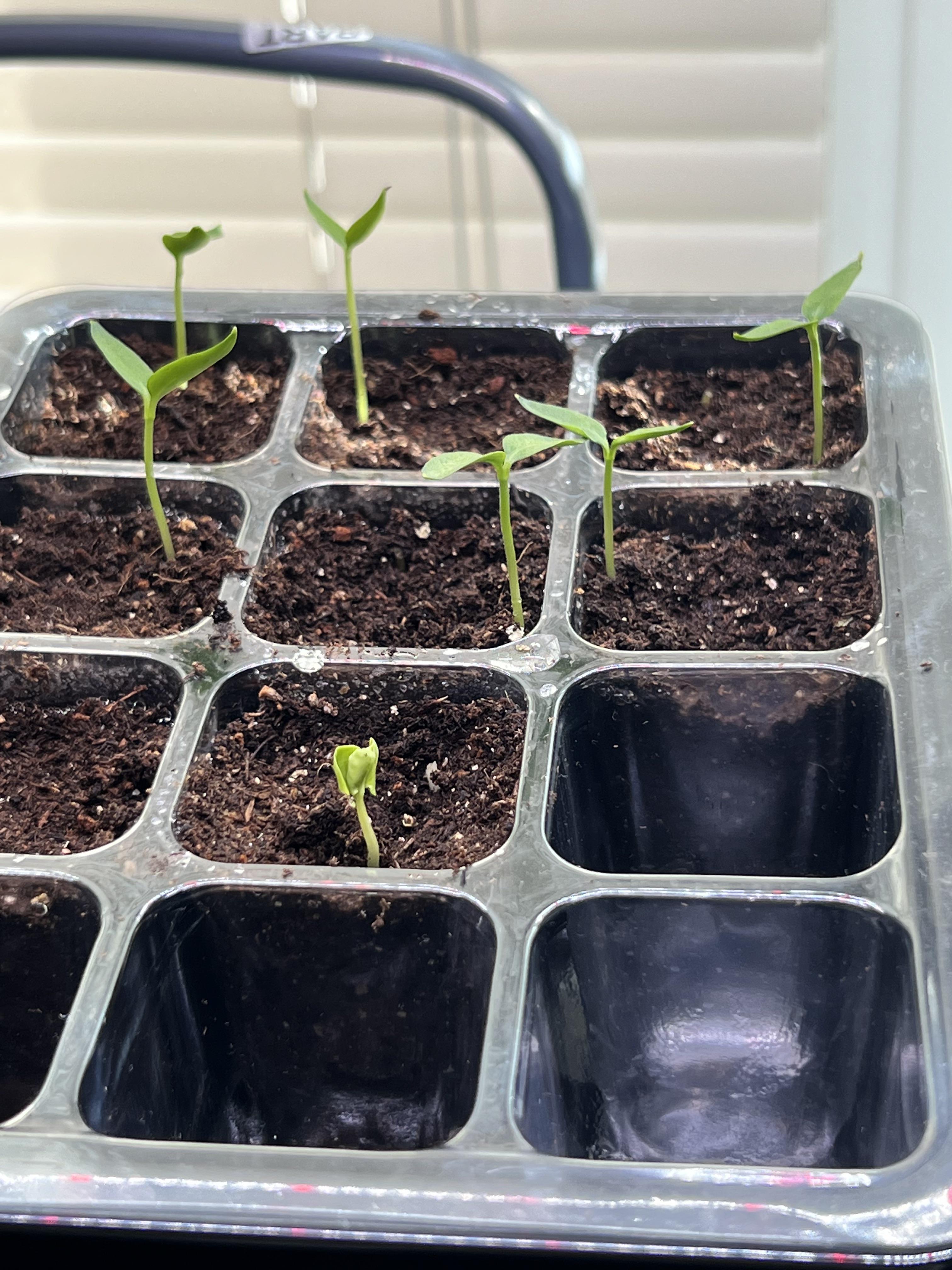 Growing bell peppers inside to plant this spring. I’ve been doing 8 hrs