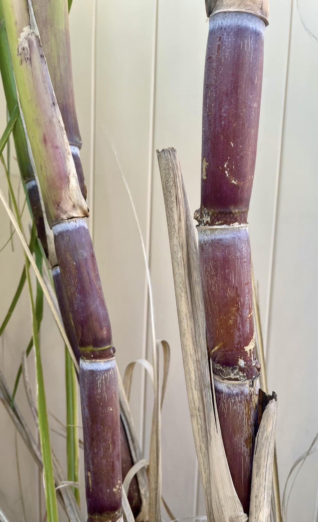 [i ate] Raw fresh sugarcane. - Dining and Cooking