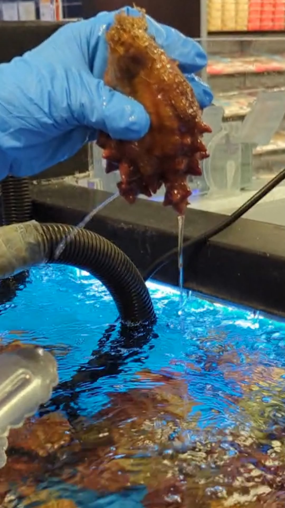 Sea Pineapple (meongge) 멍게