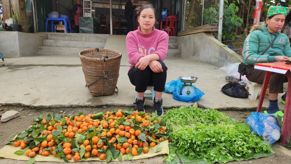 Coriander Harvest & Small Tangerine | Gardening, Grow Vegetable | Lý Thị Ca Coriander Harvest & Small Tangerine | Gardening, Grow Vegetable | Lý Thị Ca