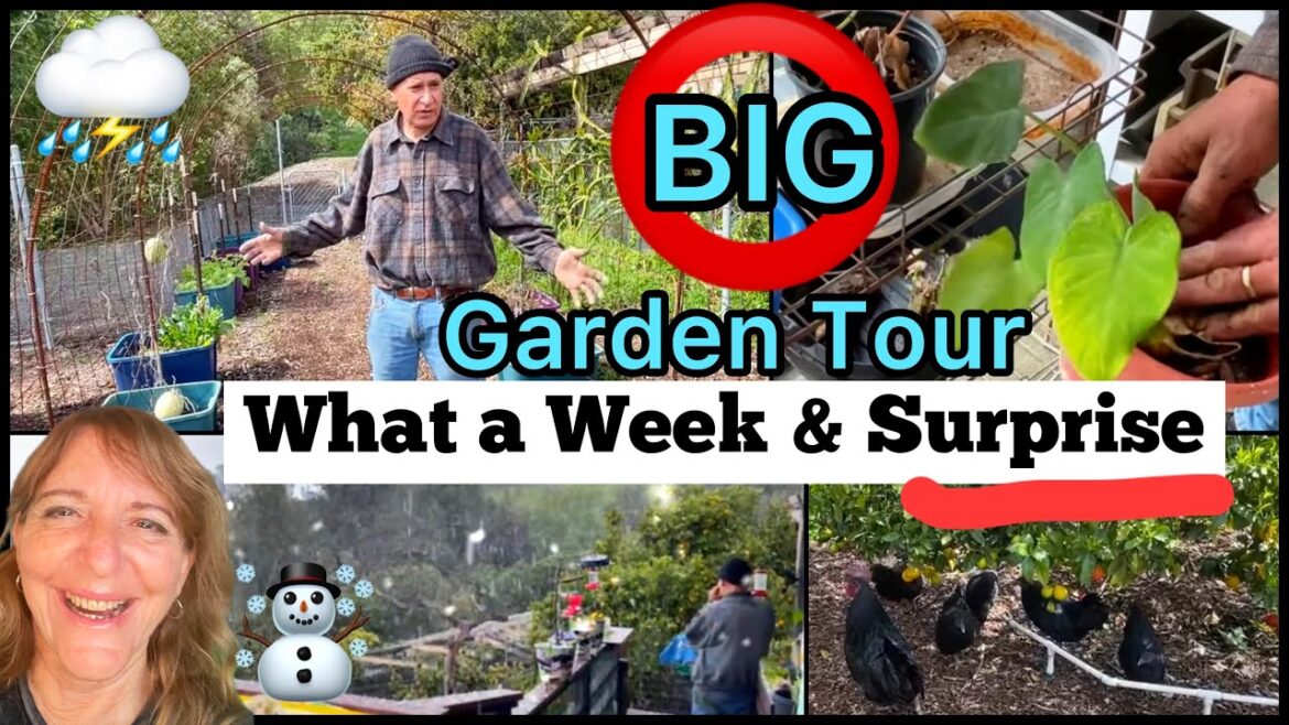 FULL Garden Tour Vegetables, Sweet Potatoes, Making FREE Soil Compost, Container Gardening, Chickens FULL Garden Tour Vegetables, Sweet Potatoes, Making FREE Soil Compost, Container Gardening, Chickens