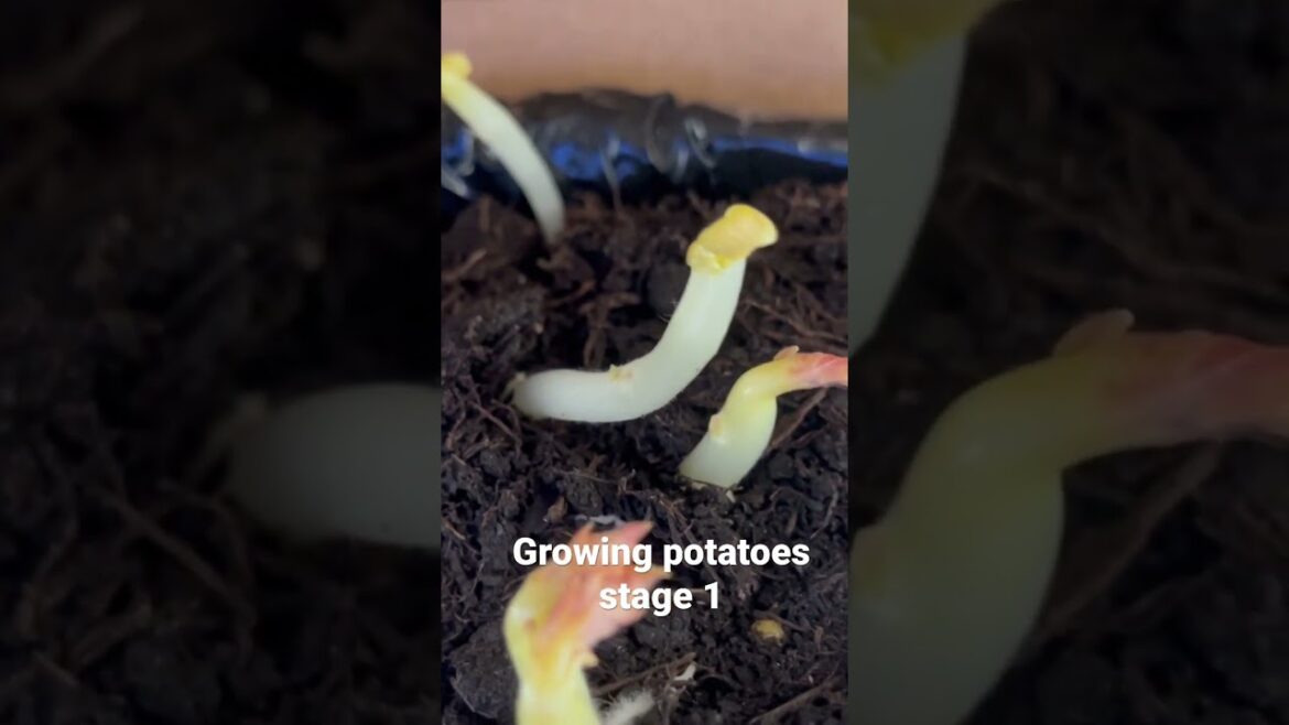 Growing my own Potatoes. Stage 1 #organic #fruit #vegetable #gardening Growing my own Potatoes. Stage 1 #organic #fruit #vegetable #gardening