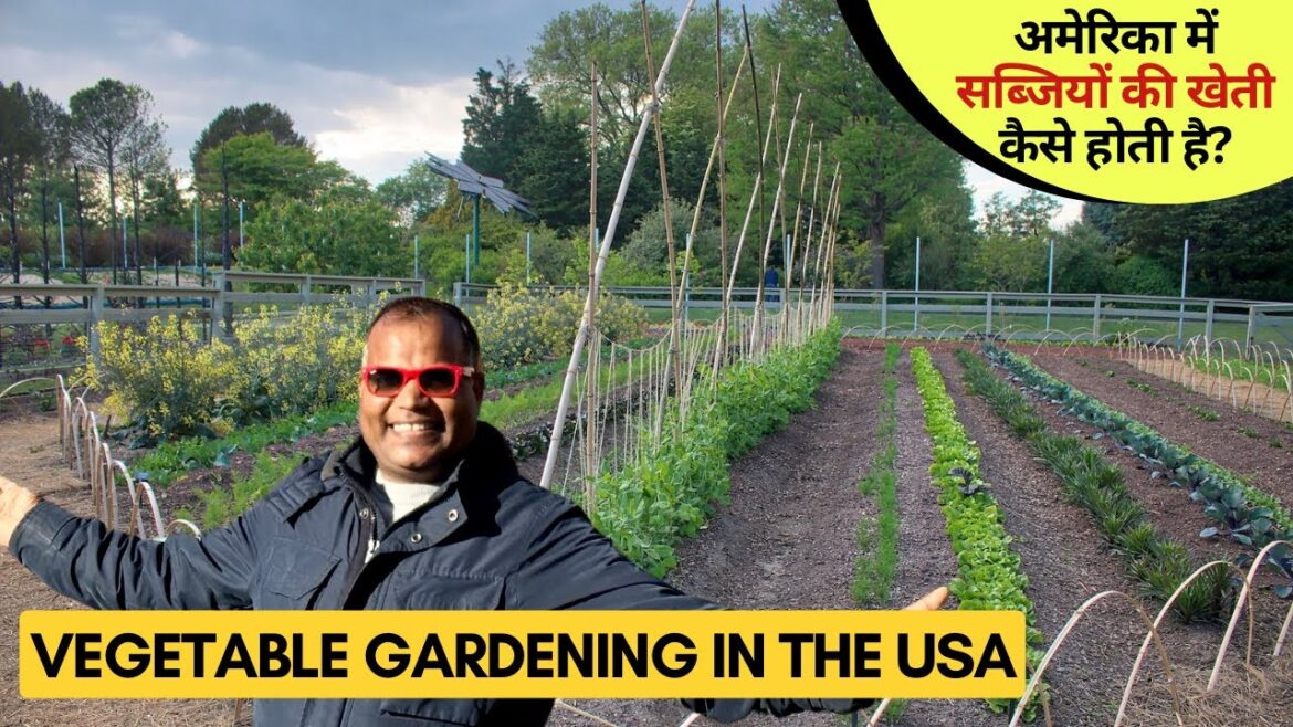 अमेरिका में सब्जियों की खेती कैसे होती है? Vegetable Gardening/ Kitchen Gardening in USA