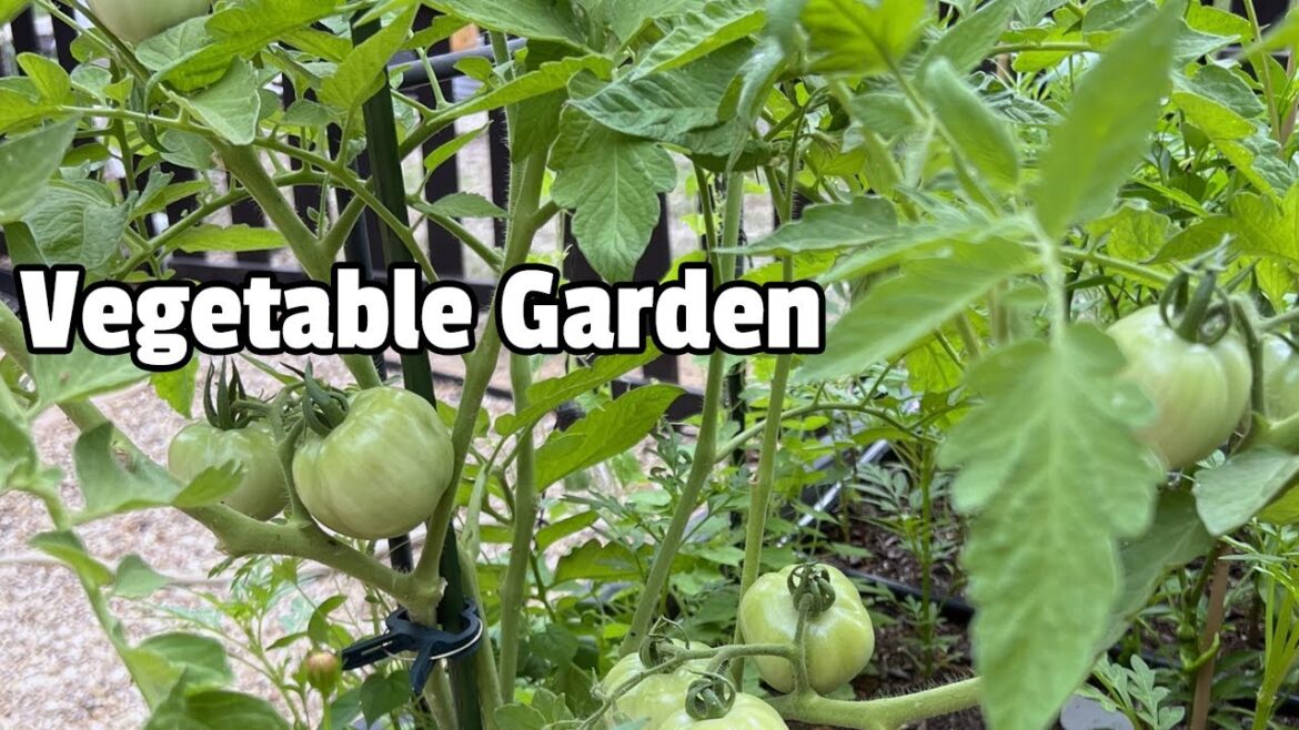 Mini Vegetable Garden Tour