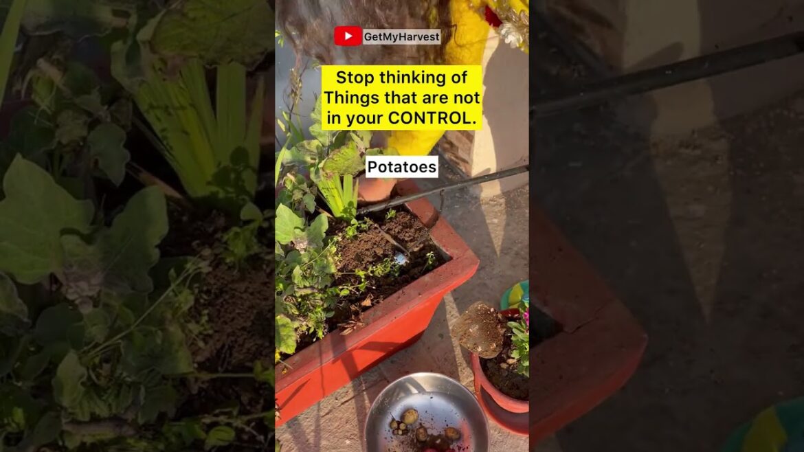 Harvest from my 3rd floor terrace garden in February #Shorts Harvest from my 3rd floor terrace garden in February #Shorts