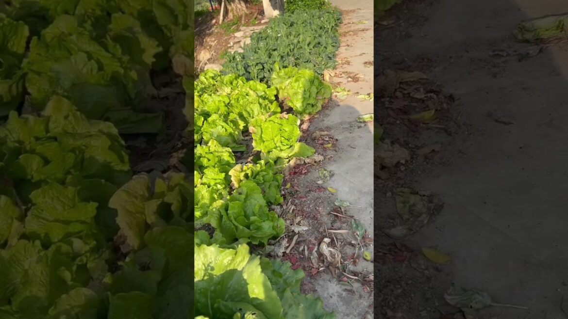 vegetable garden #geme #composting #gardeningtips #sustainability #zerowaste #savesoil