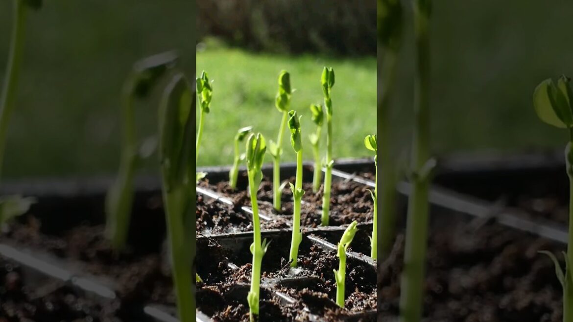 5 Plants To NOT Start Early #shorts #gardening #gardeningtips #seeds