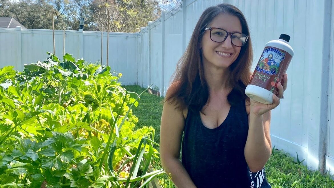 INCREASE YOUR YIELDS! How to Fertilize Your Vegetable Garden INCREASE YOUR YIELDS! How to Fertilize Your Vegetable Garden