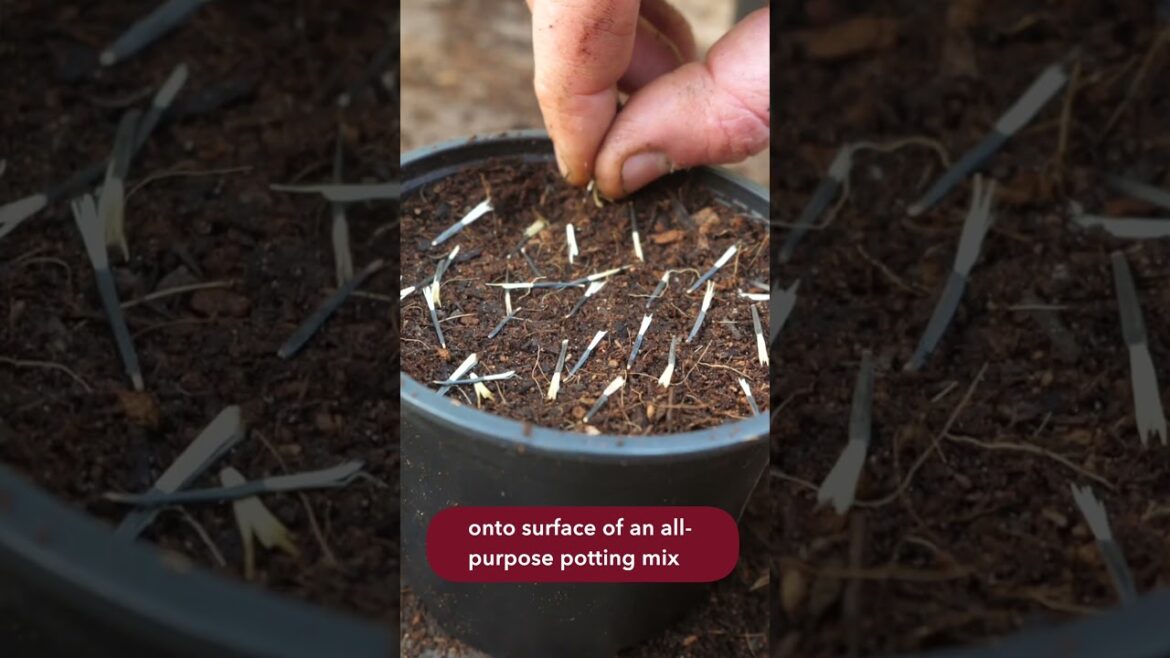 The Ultimate Companion Flower!