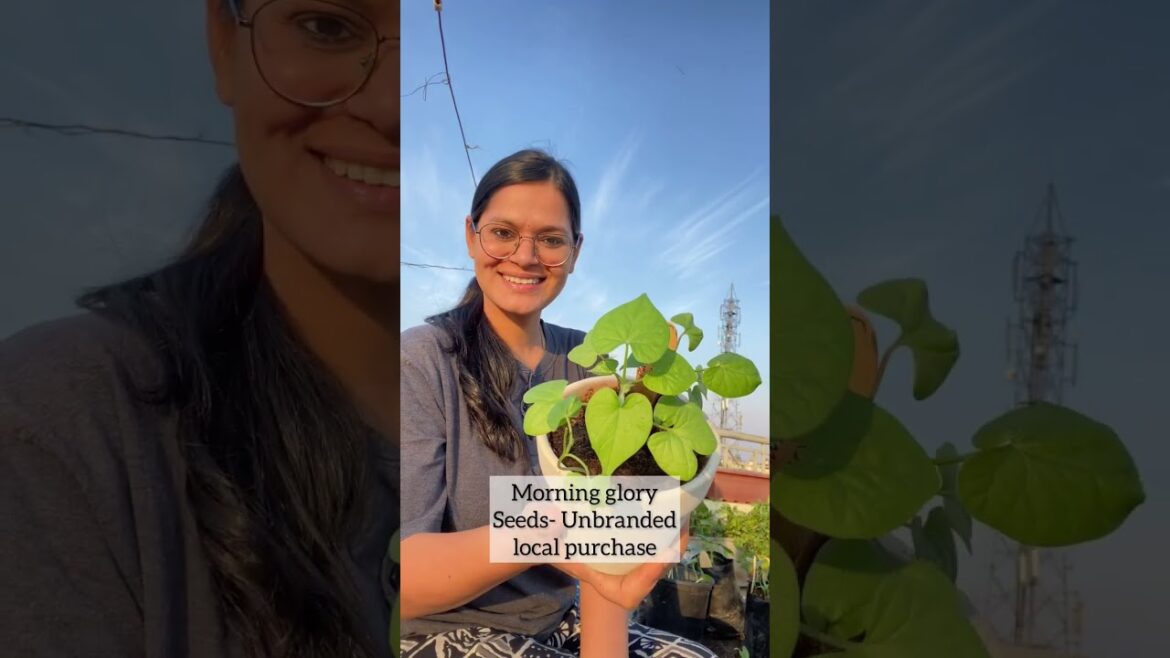 What’s ready for my summer garden #organicgardening