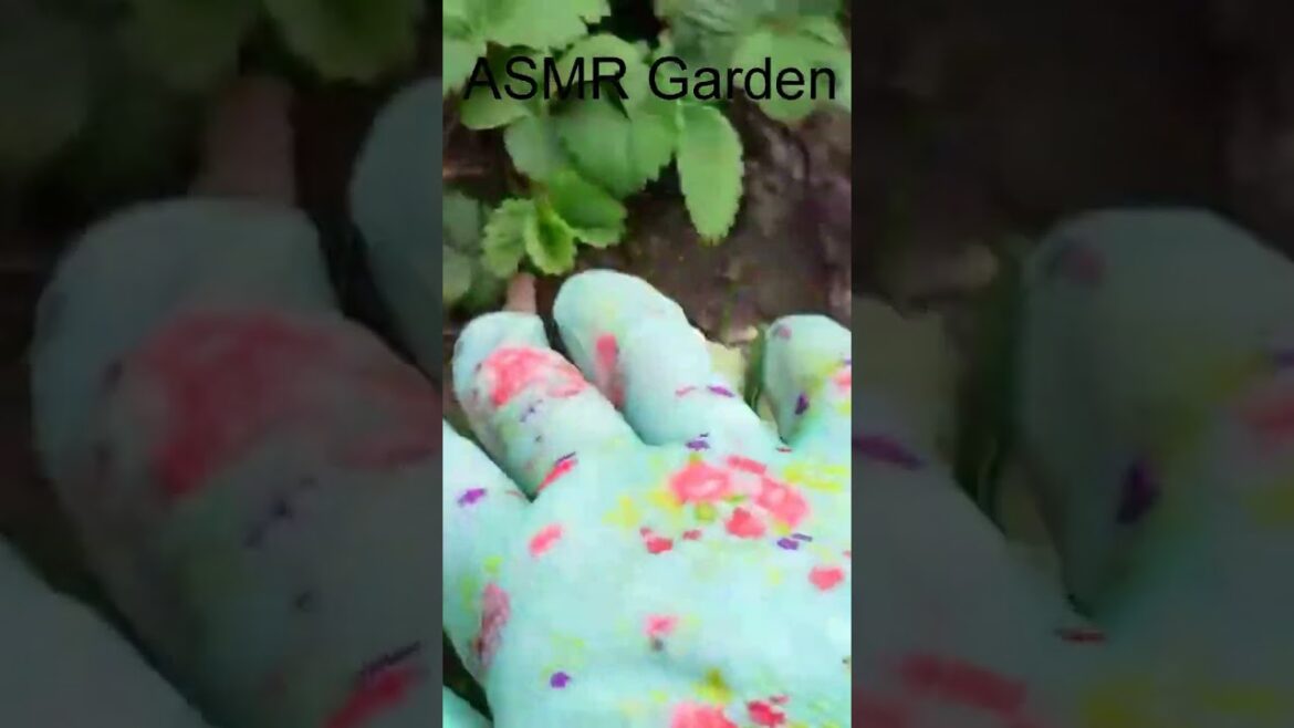 asmr in my garden #Shorts