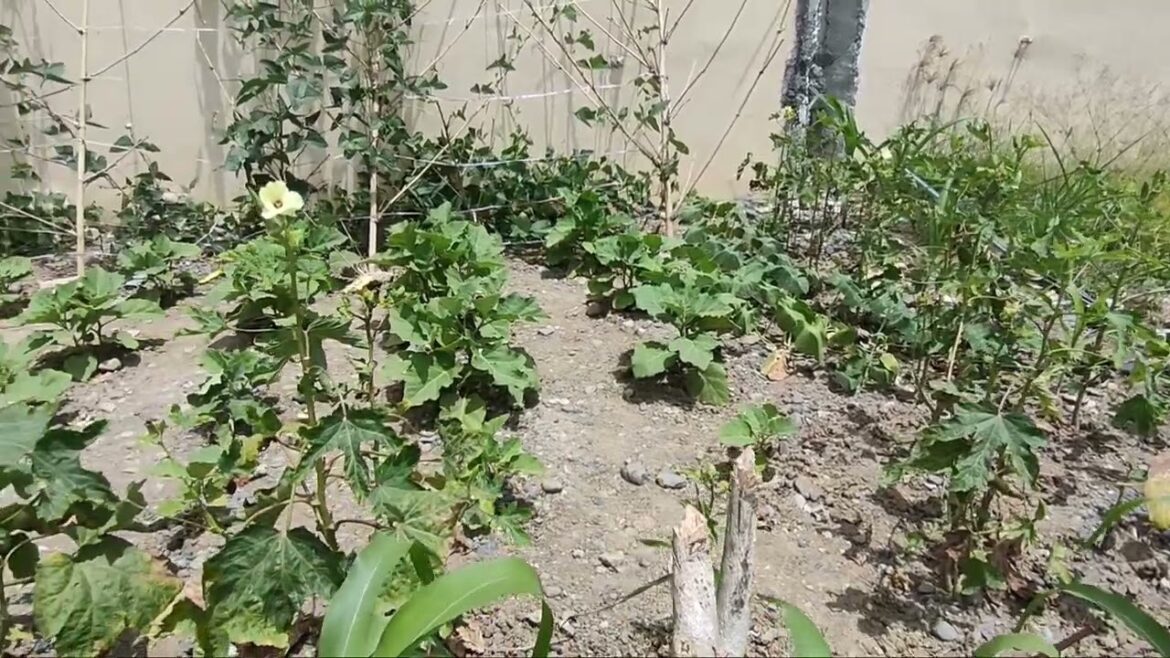 VEGETABLE GARDEN | This garden gives us hope to feed our family with healthy and organic foods!