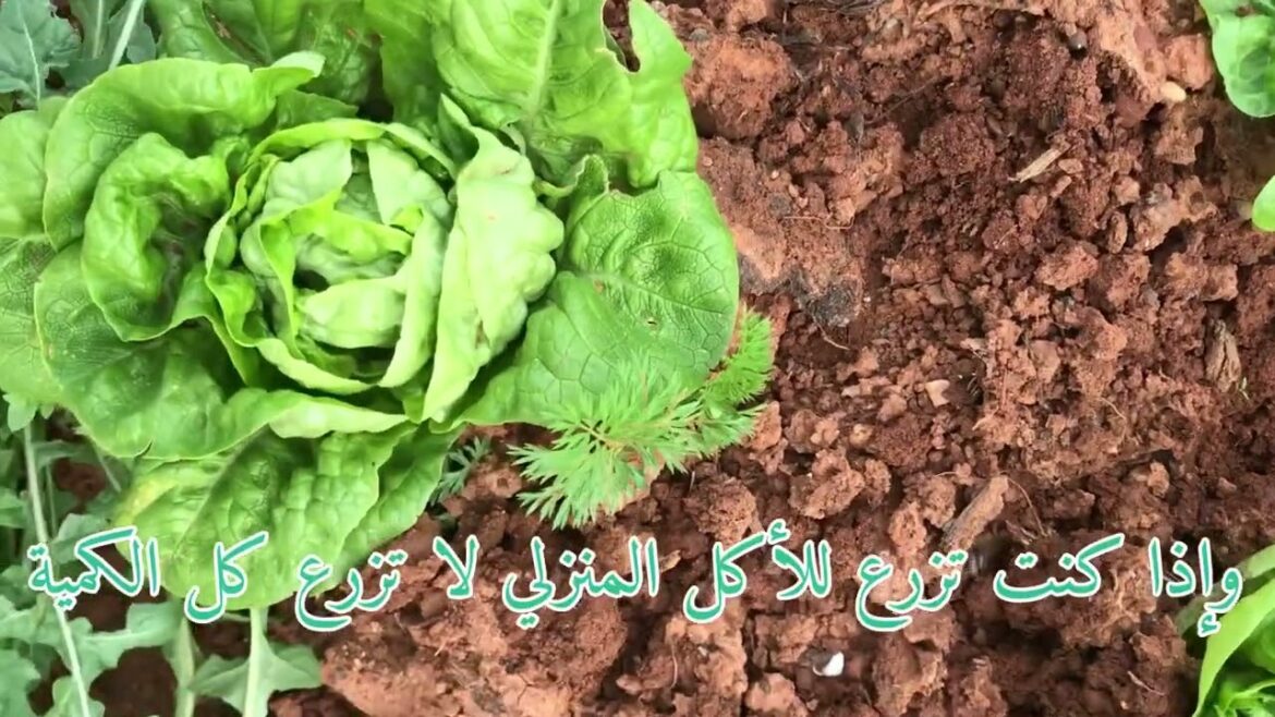 “Unbelievable! Home Garden Transformation with Vegetable Gardening”زراعة الخس في حديقة المنزل "Unbelievable! Home Garden Transformation with Vegetable Gardening"زراعة الخس في حديقة المنزل