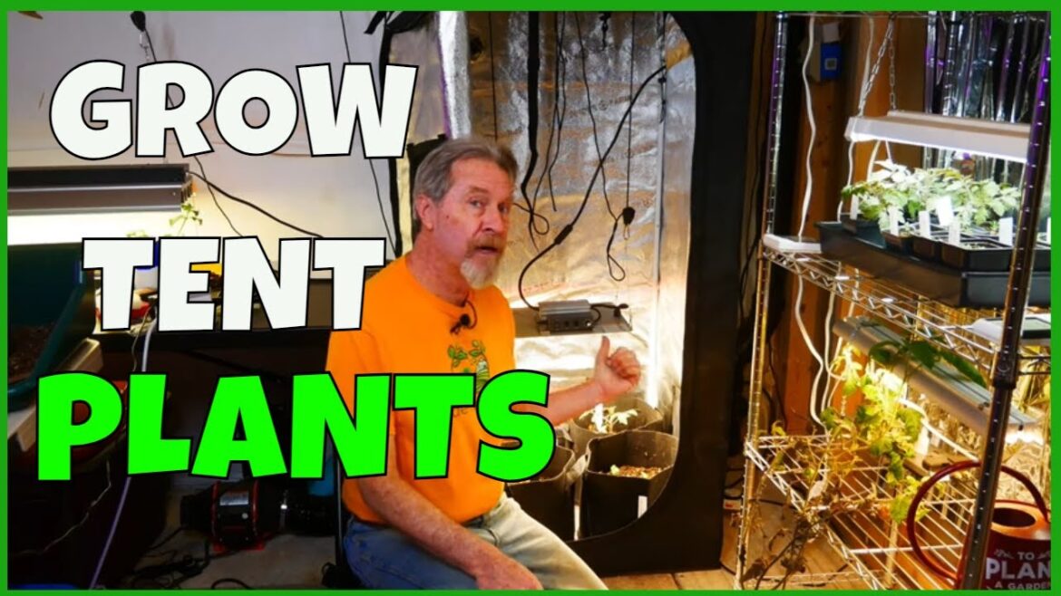 Growing Vegetables in a Grow Tent (Spider Farmer SF1000 Grow Tent Kit) Growing Vegetables in a Grow Tent (Spider Farmer SF1000 Grow Tent Kit)