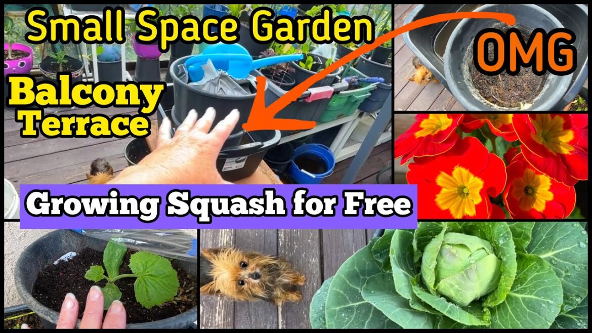 HOW TO GROW Vegetables at Home FREE-Balcony Terrace Garden Planting Ideas Container Gardening Tomato HOW TO GROW Vegetables at Home FREE-Balcony Terrace Garden Planting Ideas Container Gardening Tomato