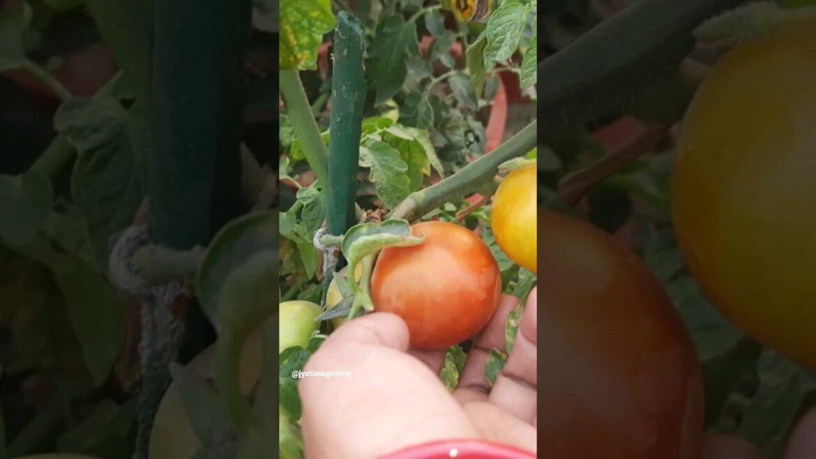 Mini Vegetables Garden #shorts #vegetables #ytshorts #viral #veggies #minivlog #viralshorts #cabbage