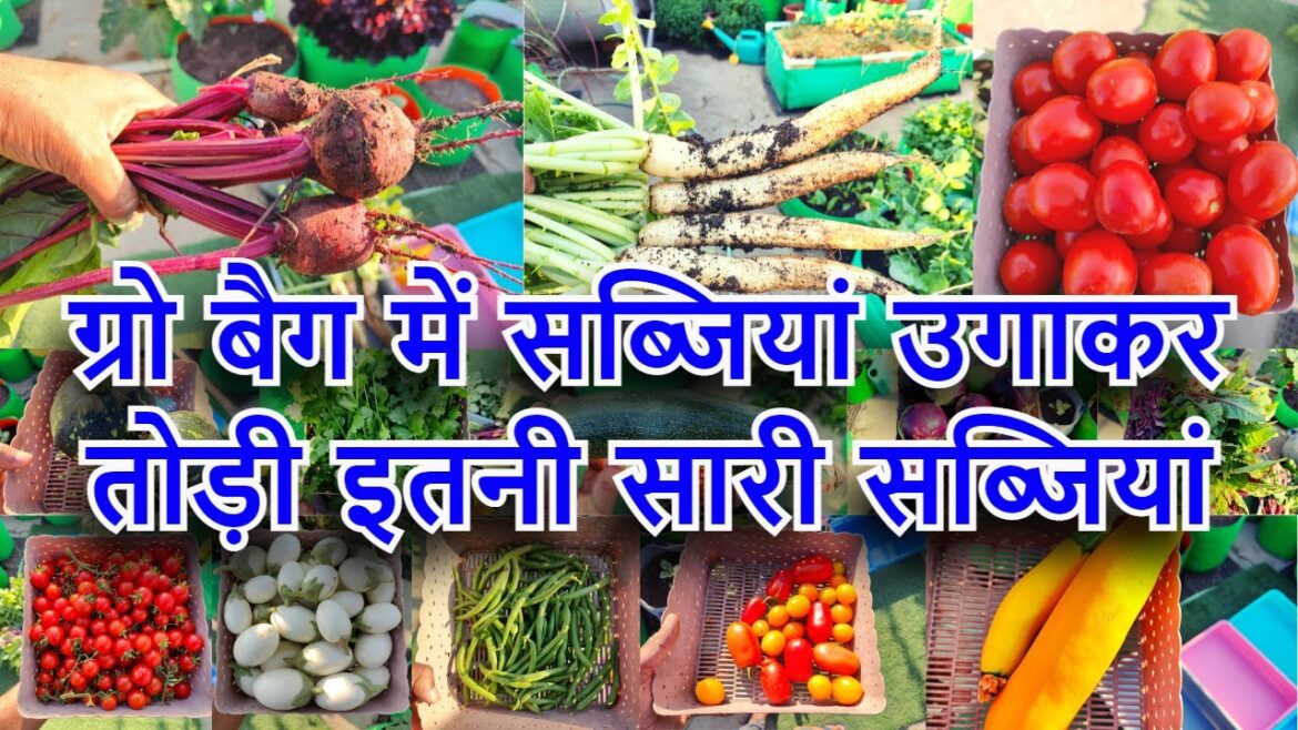 ग्रो बैग में सब्जियां उगाकर तोड़ी इतनी सारी सब्जियां | Home Garden Vegetables Harvesting Video Hindi