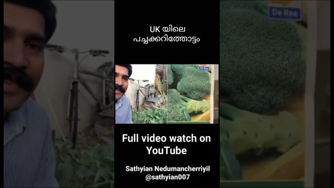 Vegetable garden in London