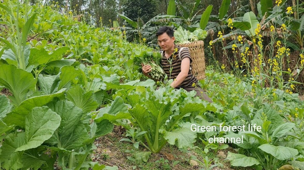 An organic vegetable garden in the mountains from my seeds.  Robert |  Green Forest Life (ep272)