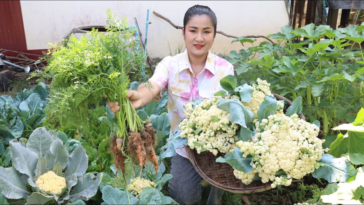 Pregnancy mom harvest cauliflower from vegetable garden for cooking – Cooking with Sreypov Pregnancy mom harvest cauliflower from vegetable garden for cooking - Cooking with Sreypov