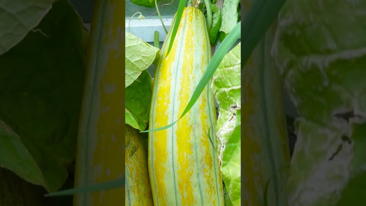 Unbelievable! Learn How to Grow Delicious Melons on Your Terrace Today!
