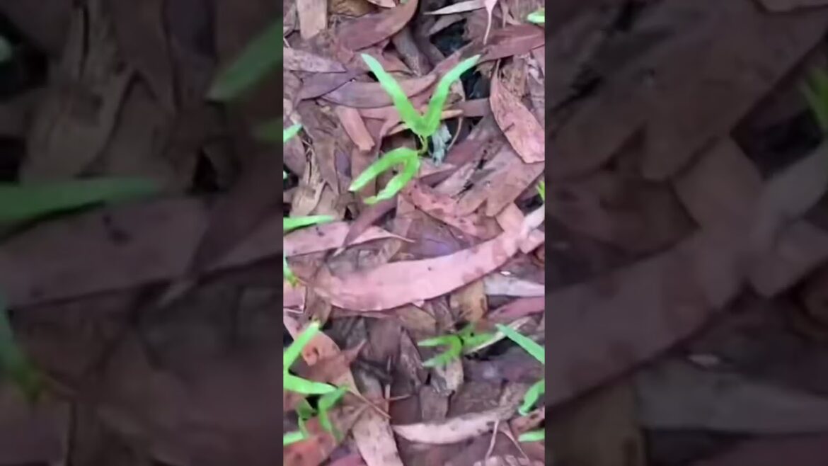 Using Leaves in the Vegetable Garden #shorts #shortsfeed