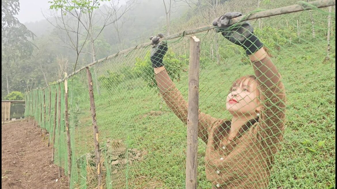 New project, rich garden preparing to grow the vegetables and fruits that I like. Peaceful life New project, rich garden preparing to grow the vegetables and fruits that I like. Peaceful life