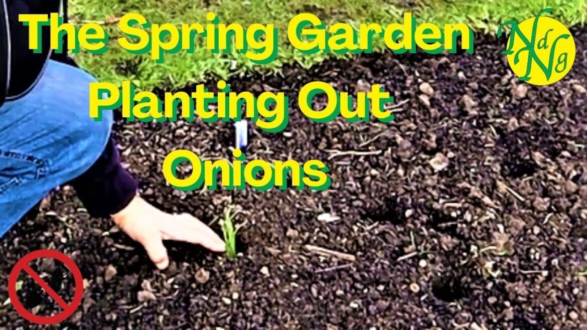 The Spring Garden Planting Out Onions 2023 The Spring Garden Planting Out Onions 2023