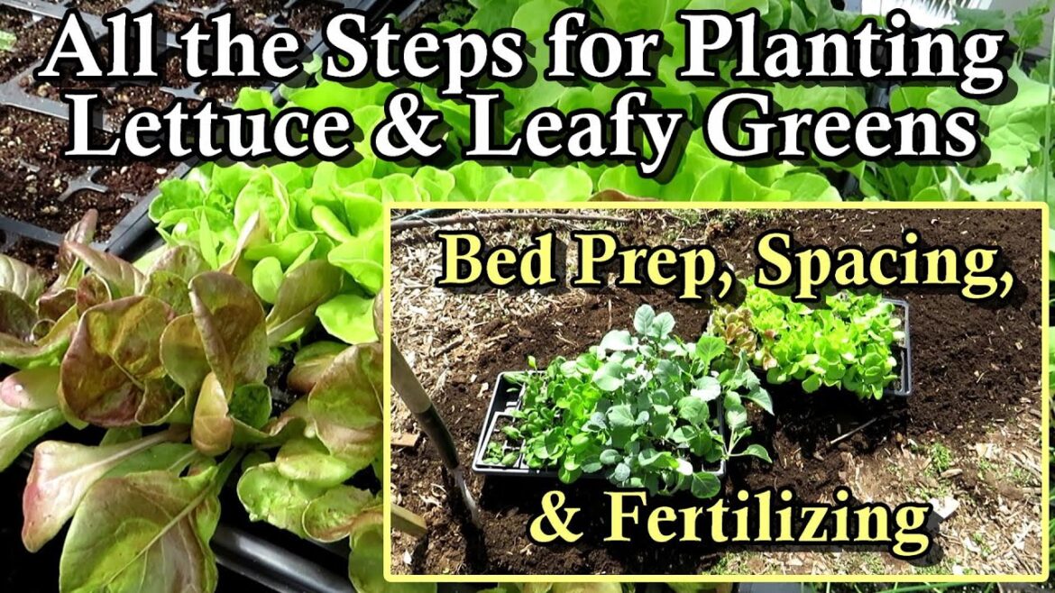 All the Steps for Planting Lettuce & Leafy Greens in Your Garden: Plant Size, Spacing, & Bed Prep