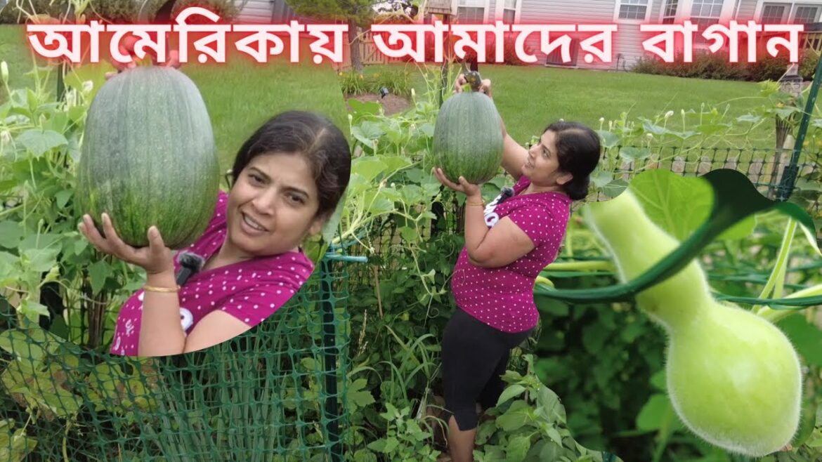 আমেরিকায় আমার সব্জি বাগান পর্ব ৩ || Vegetable Garden Tour in USA  @RiyaUSA @probaseghorkonna2712