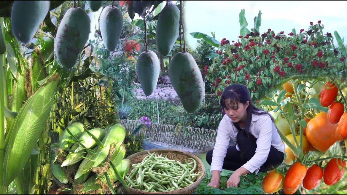 365 days journey to harvest what I have in the garden part 2| Countryside life 365 days journey to harvest what I have in the garden part 2| Countryside life