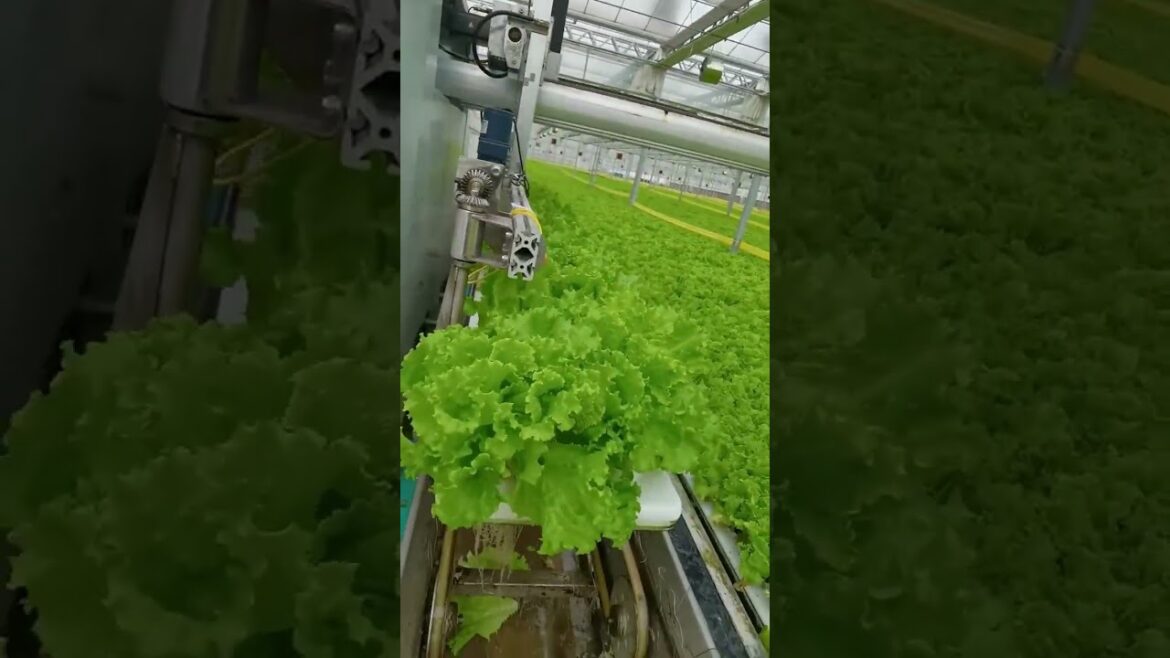 Harvesting At Green Vegetable Gardening #Shorts