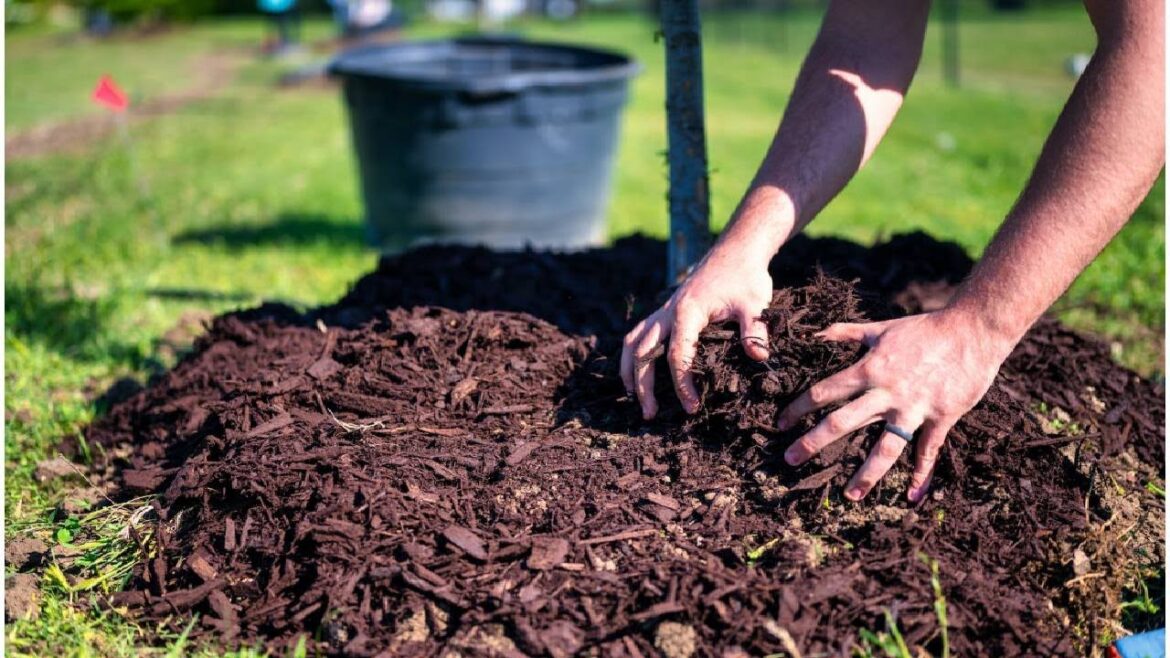 Best Mulch for Vegetable Garden | Benefits of Mulching in Agriculture