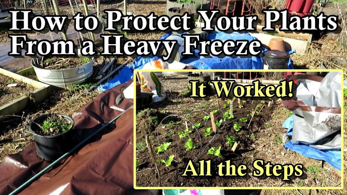 Principles to Protecting Your Garden Plants from Heavy Frosts and Freezes: Quick & Simple Set Up! Principles to Protecting Your Garden Plants from Heavy Frosts and Freezes: Quick & Simple Set Up!
