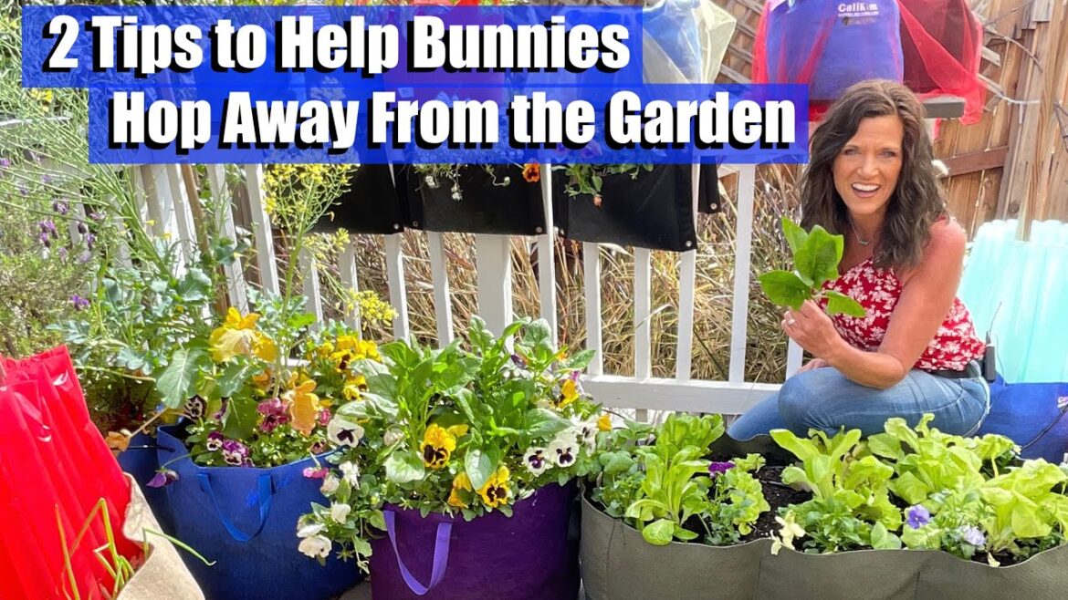 Bunnies Eating the Vegetable Garden!  Two Tips to Help them Hop Away