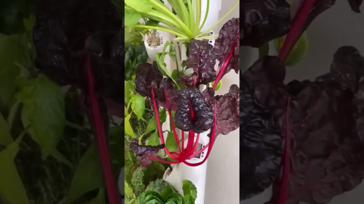 Indoor Hydroponic Vegetable Garden Review #gardening