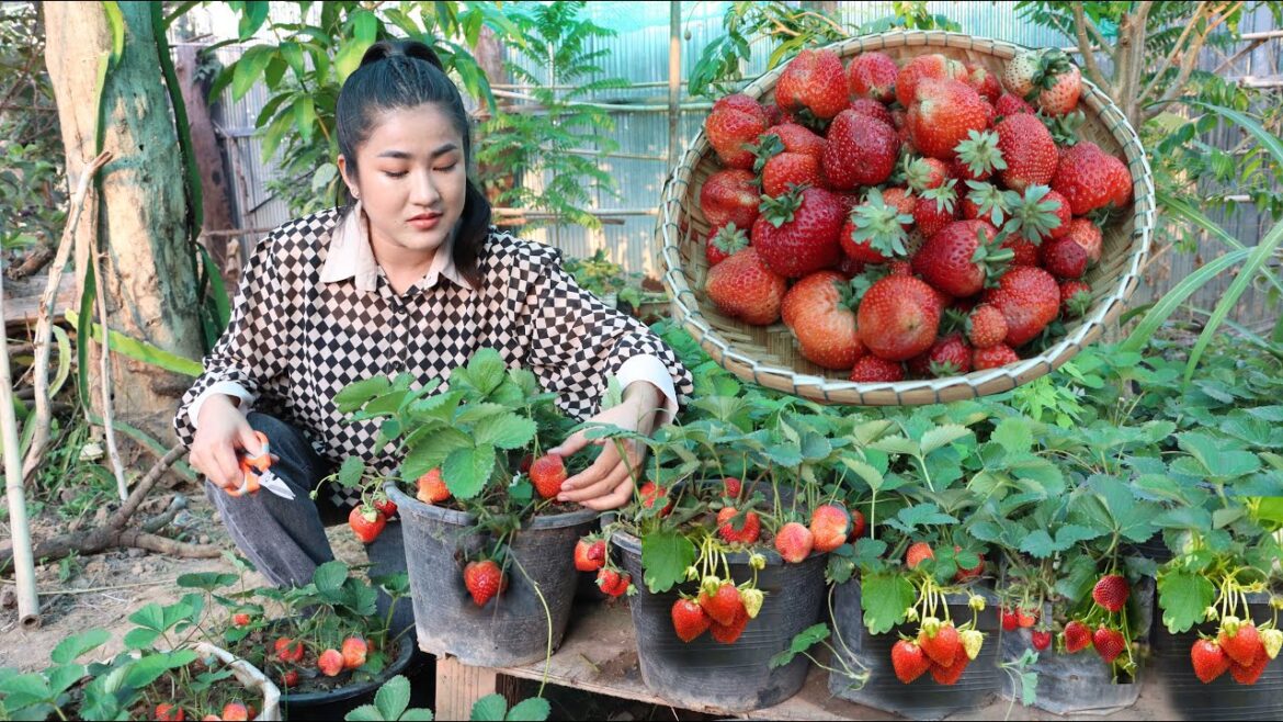 Harvest strawberry from vegetable garden for my recipe - Cooking with Sreypov