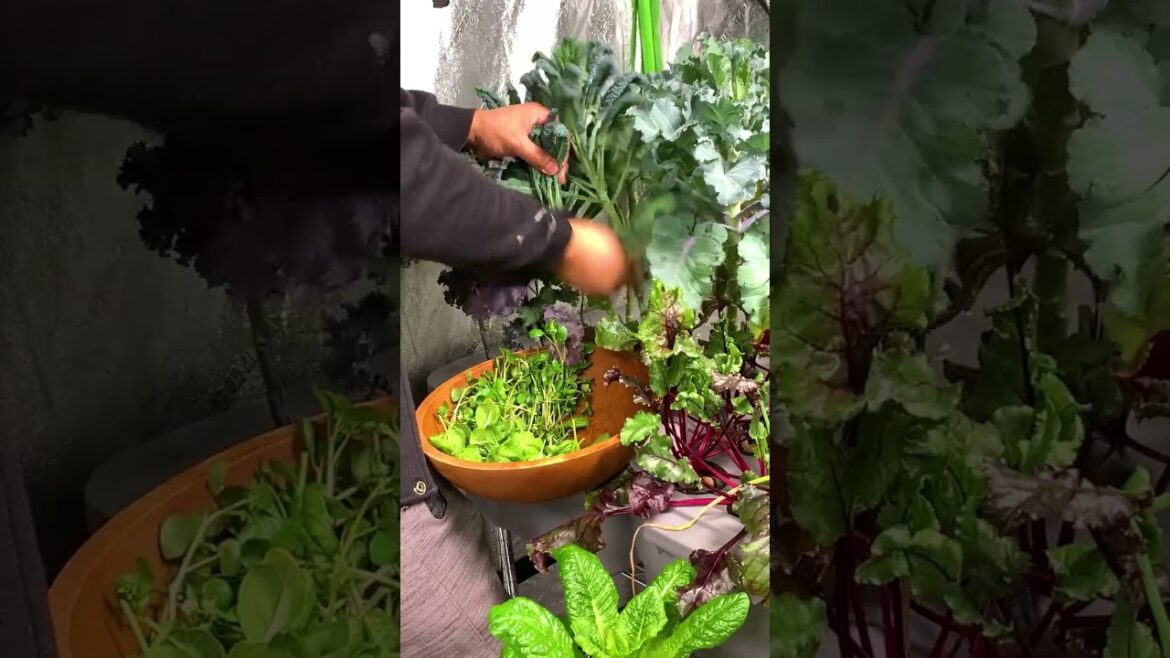 Time to think about growing your own food Time to think about growing your own food