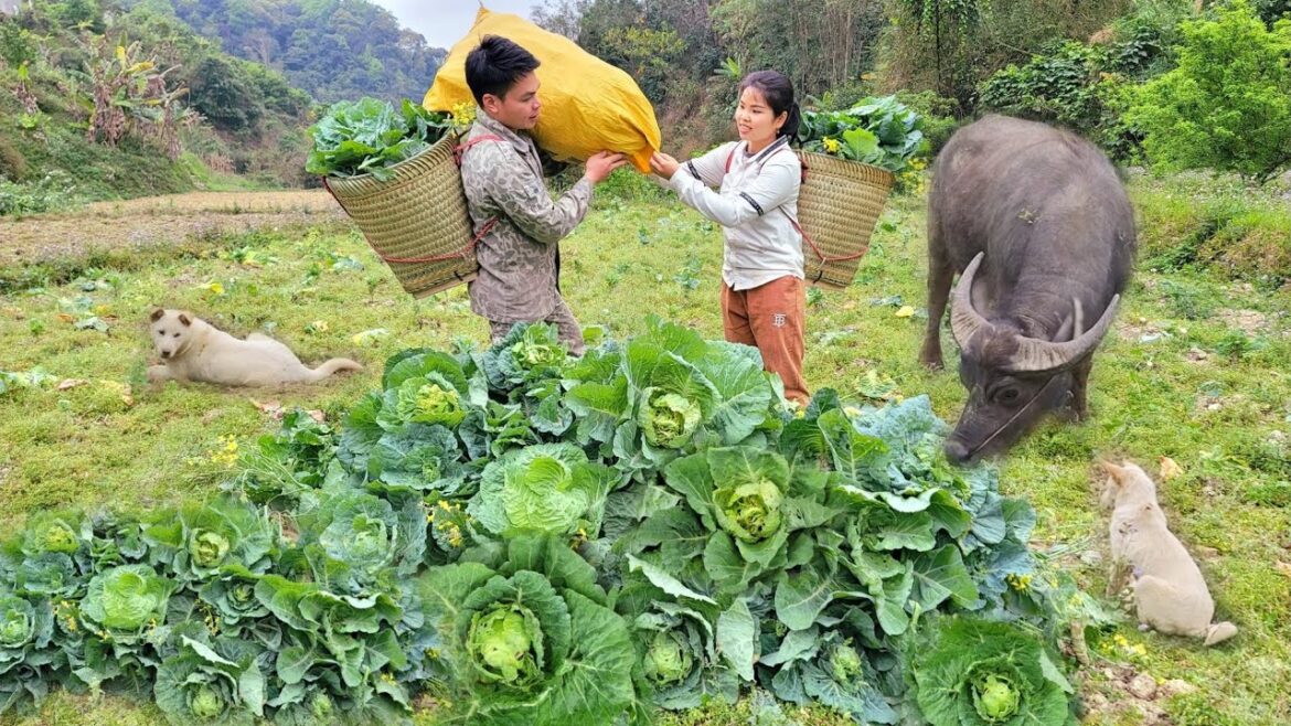 Harvesting cabbage, gardening, taking care of the vegetable garden, making beans Harvesting cabbage, gardening, taking care of the vegetable garden, making beans