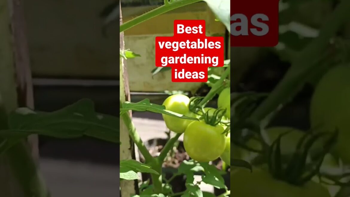 Best vegetables gardening ideas