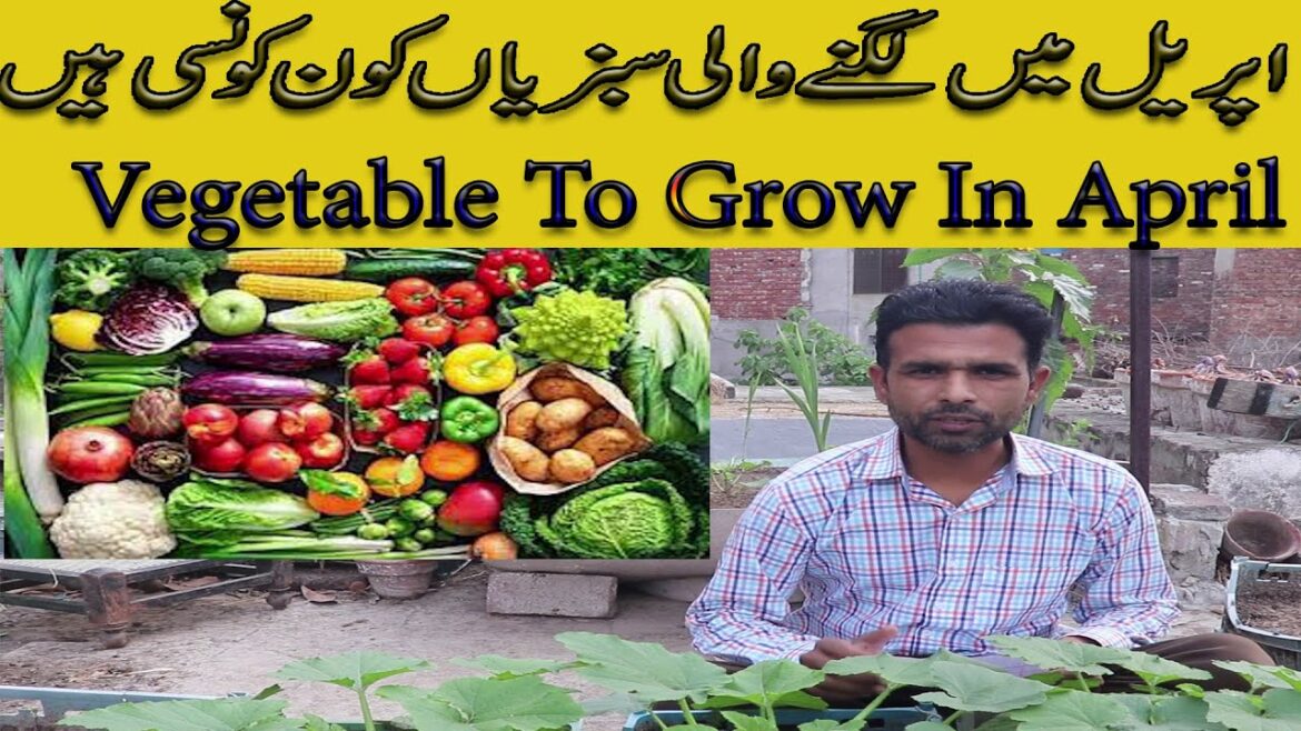 Growing Summer Vegetable At Home Easily | April Mein Kon Vegetable Grow Kar skte Hai. Growing Summer Vegetable At Home Easily | April Mein Kon Vegetable Grow Kar skte Hai.